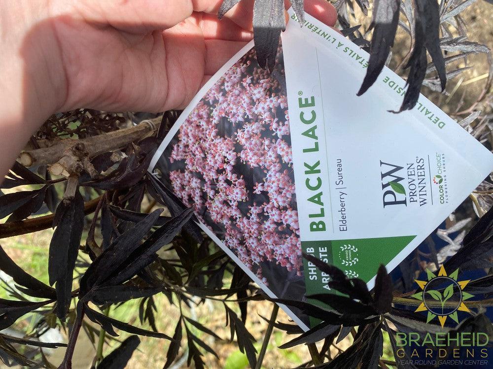 Black Lace® Elder