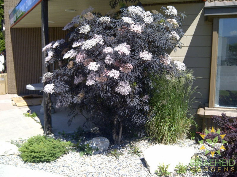Black Lace® Elder