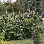 Black Hollyhock