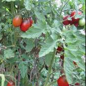 Black Plum Tomato