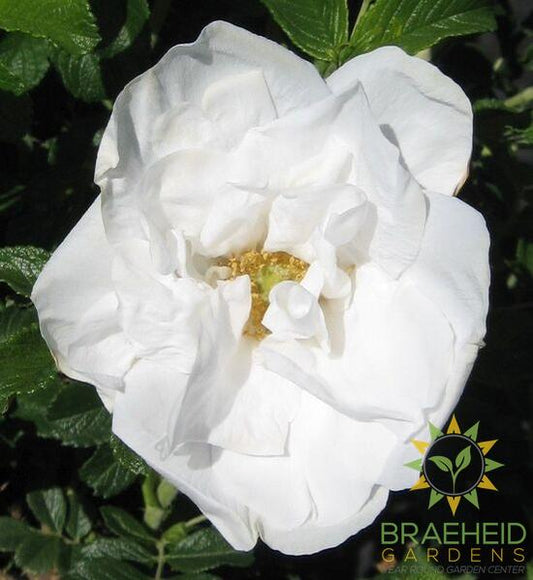 Blanc Double de Coubert Rose