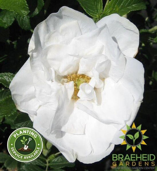 Blanc Double de Coubert Rose