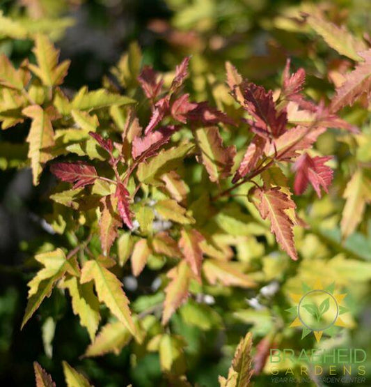 Blazing Elf™ Amur Maple