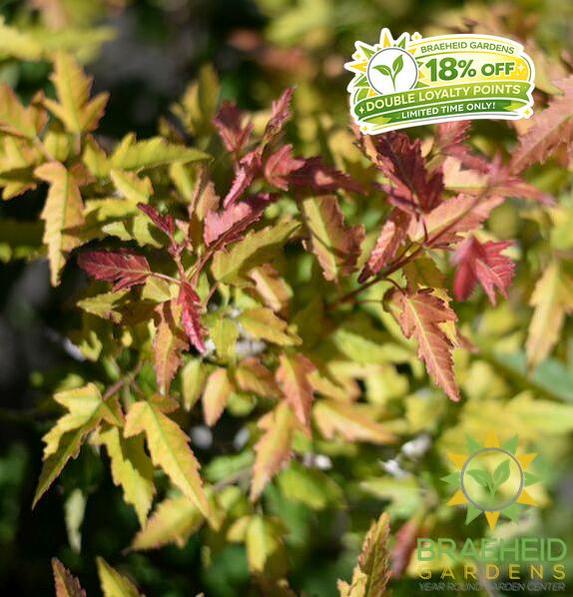 Blazing Elf™ Amur Maple
