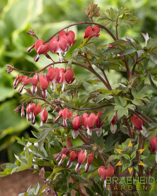 Bleeding Heart 'Valentine' -No Ship-