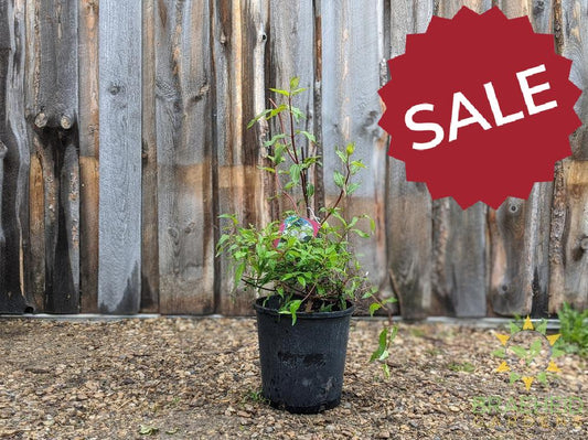 Blizzard Mock Orange