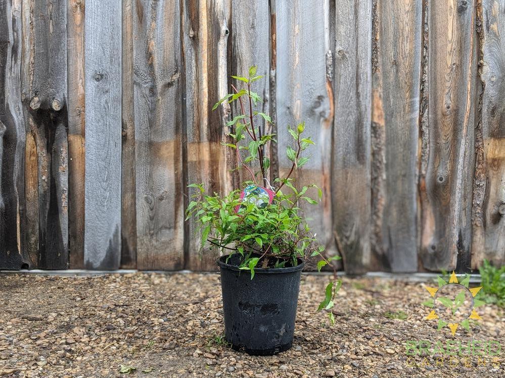 Blizzard Mock Orange