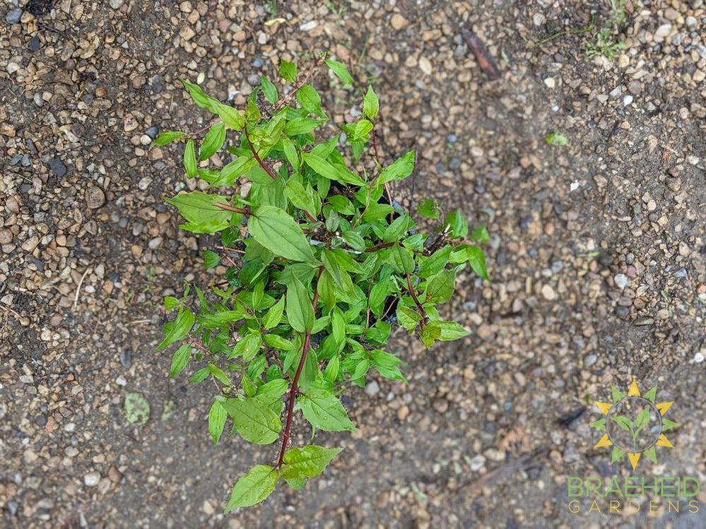 Blizzard Mock Orange