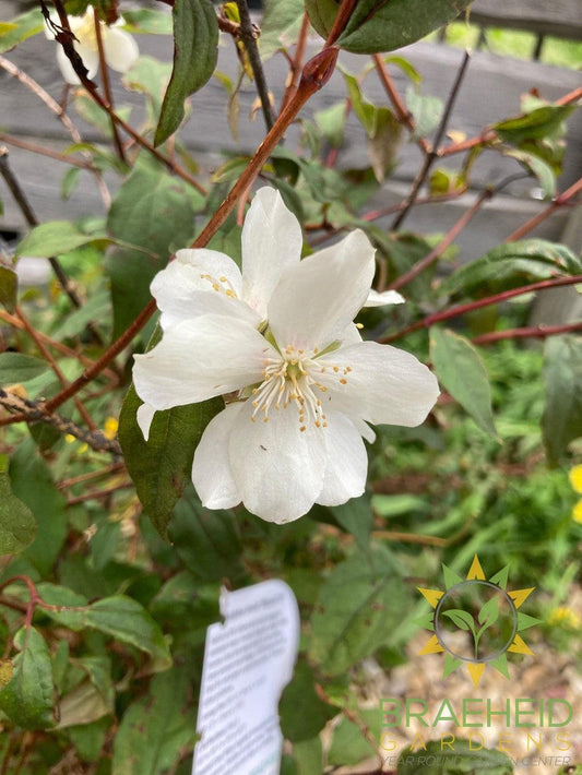 Blizzard Mock Orange