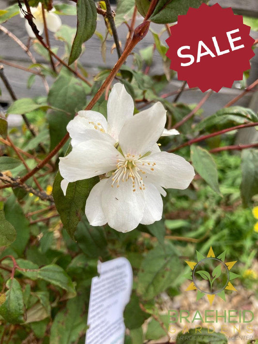 Blizzard Mock Orange