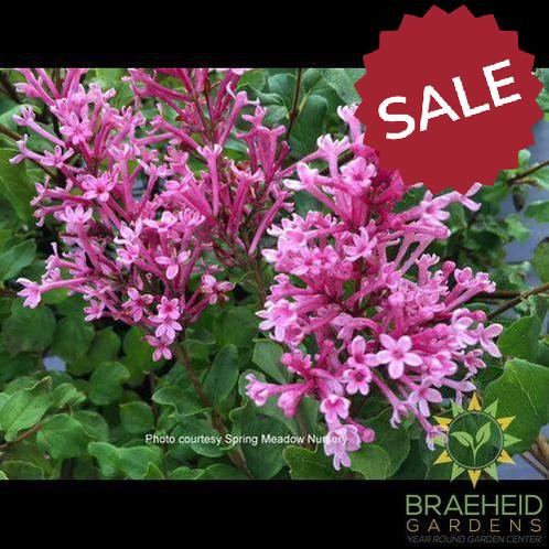 Bloomerang Dwarf Pink Lilac