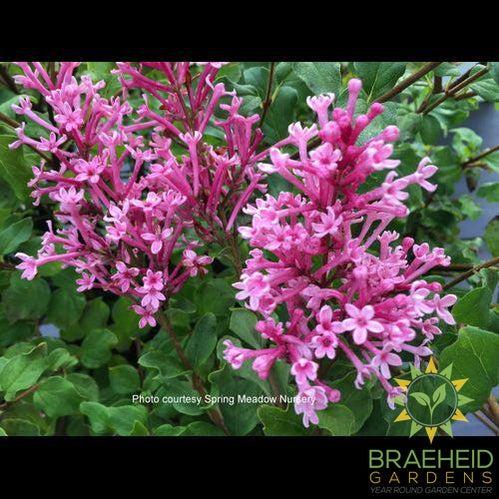 Bloomerang Dwarf Pink Lilac