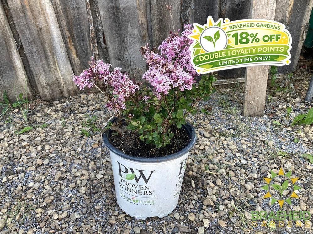 Bloomerang® Purpink Lilac