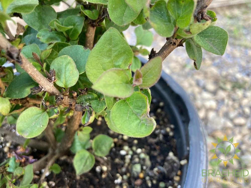 Bloomerang® Purpink Lilac