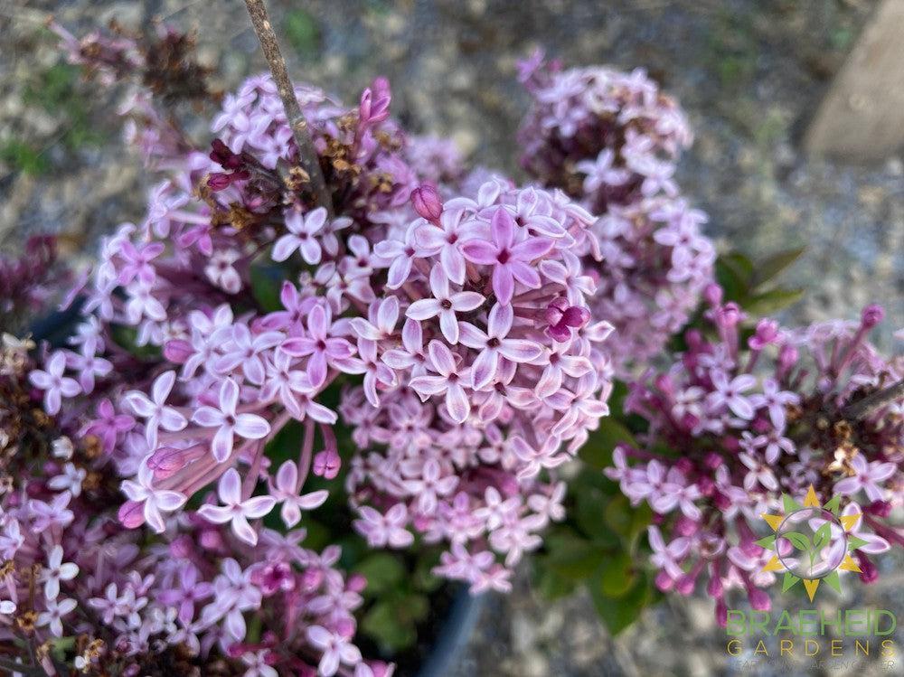 Bloomerang® Purpink Lilac