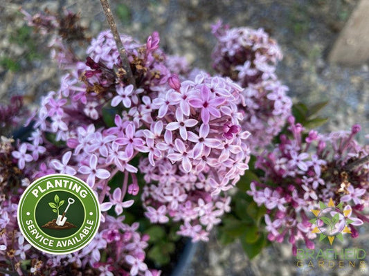 Bloomerang® Purpink Lilac