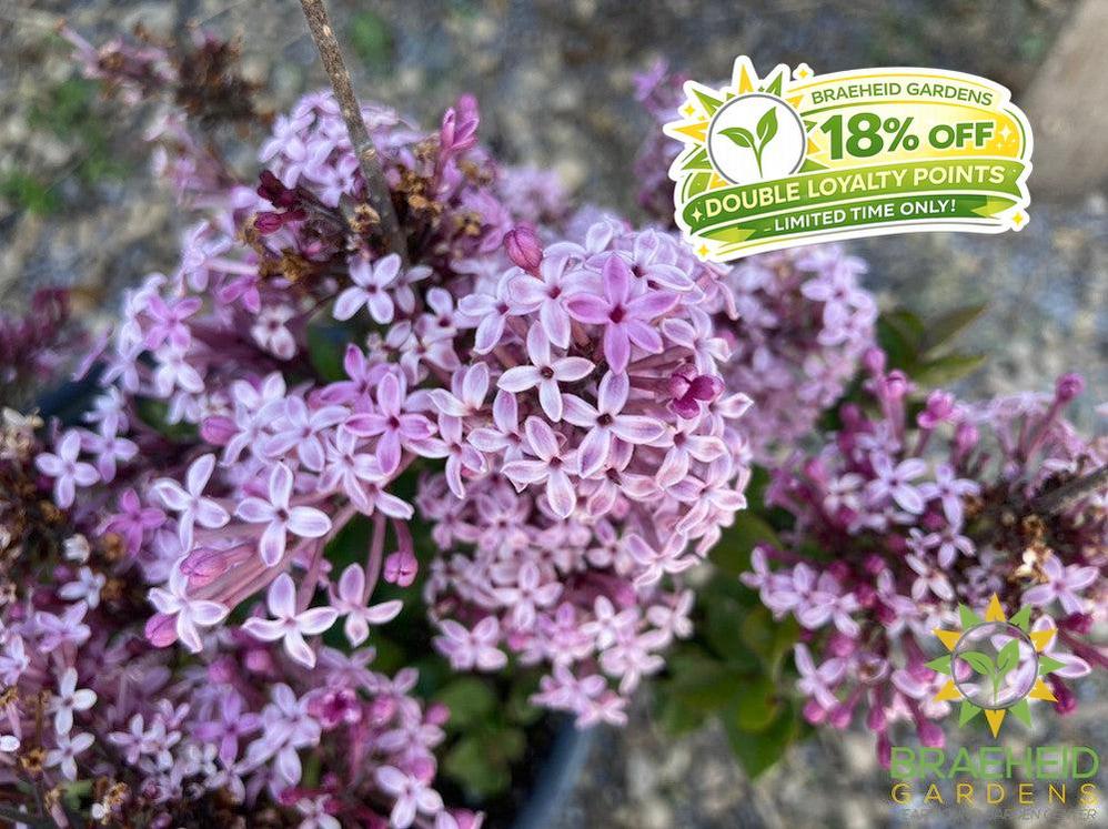 Bloomerang® Purpink Lilac