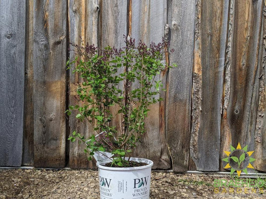 Bloomerang®Dark Purple