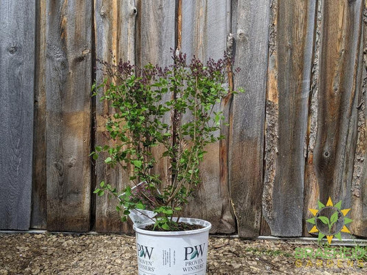 Bloomerang®Dark Purple