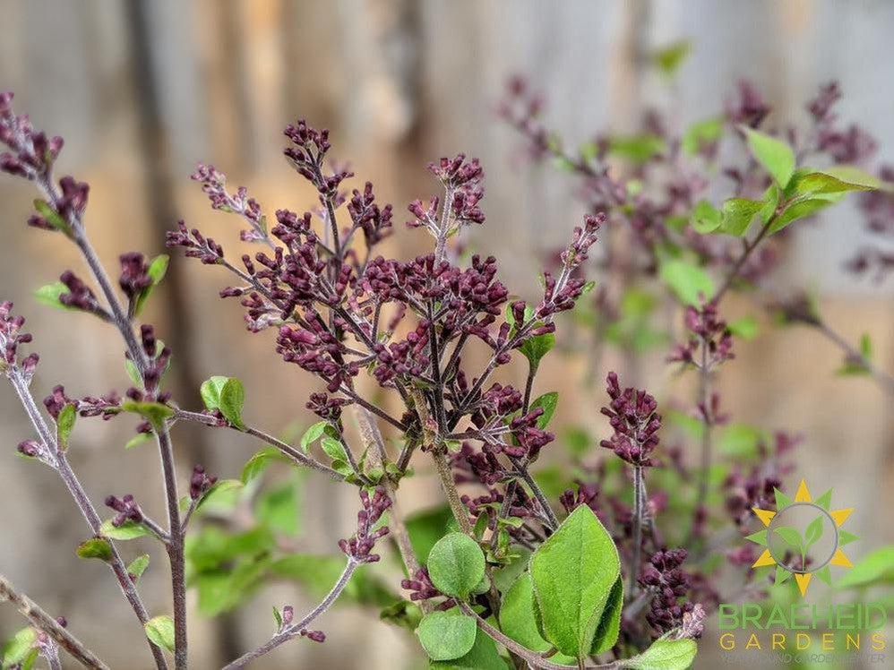 Bloomerang®Dark Purple