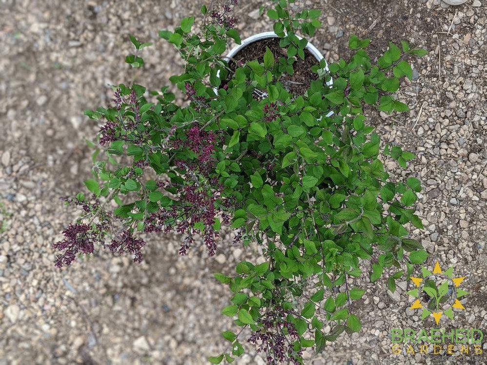 Bloomerang®Dark Purple