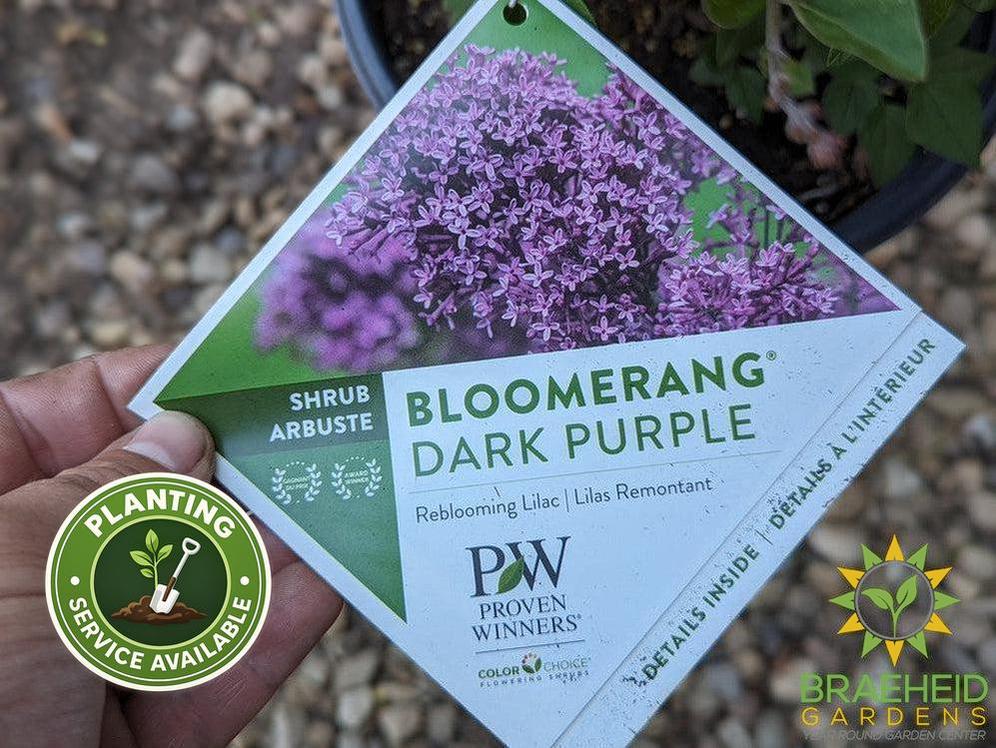 Bloomerang®Dark Purple
