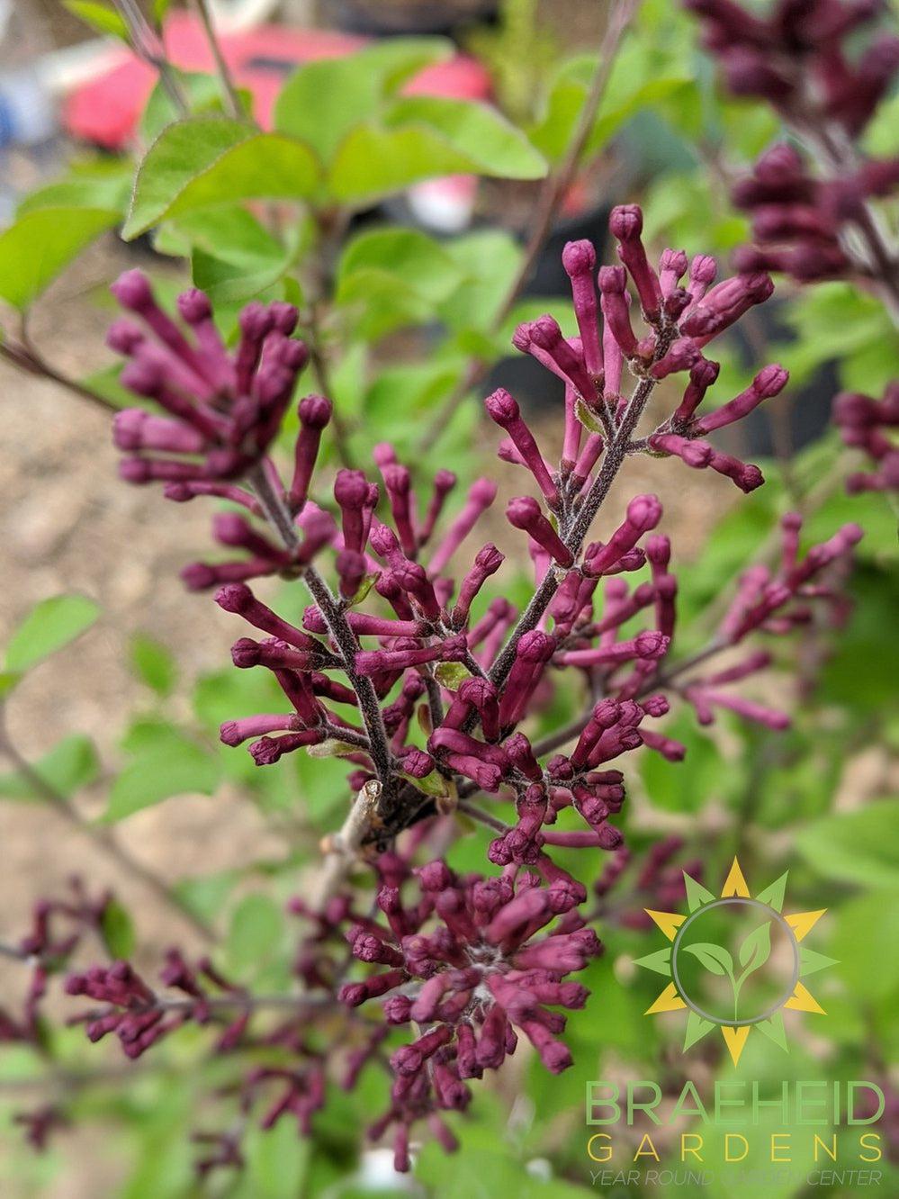 Bloomerang® Dark Purple Lilac