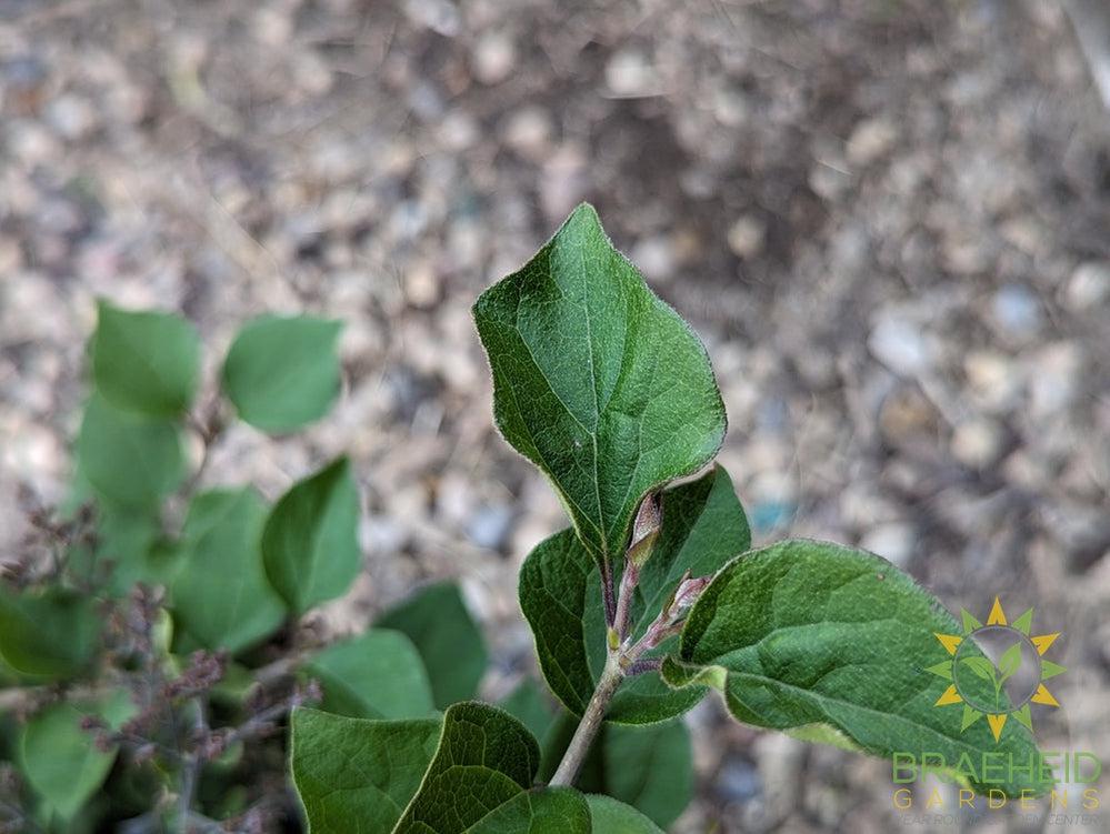 Bloomerang® Dark Purple Lilac