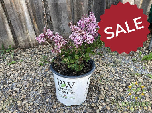 Bloomerang® Purpink Lilac