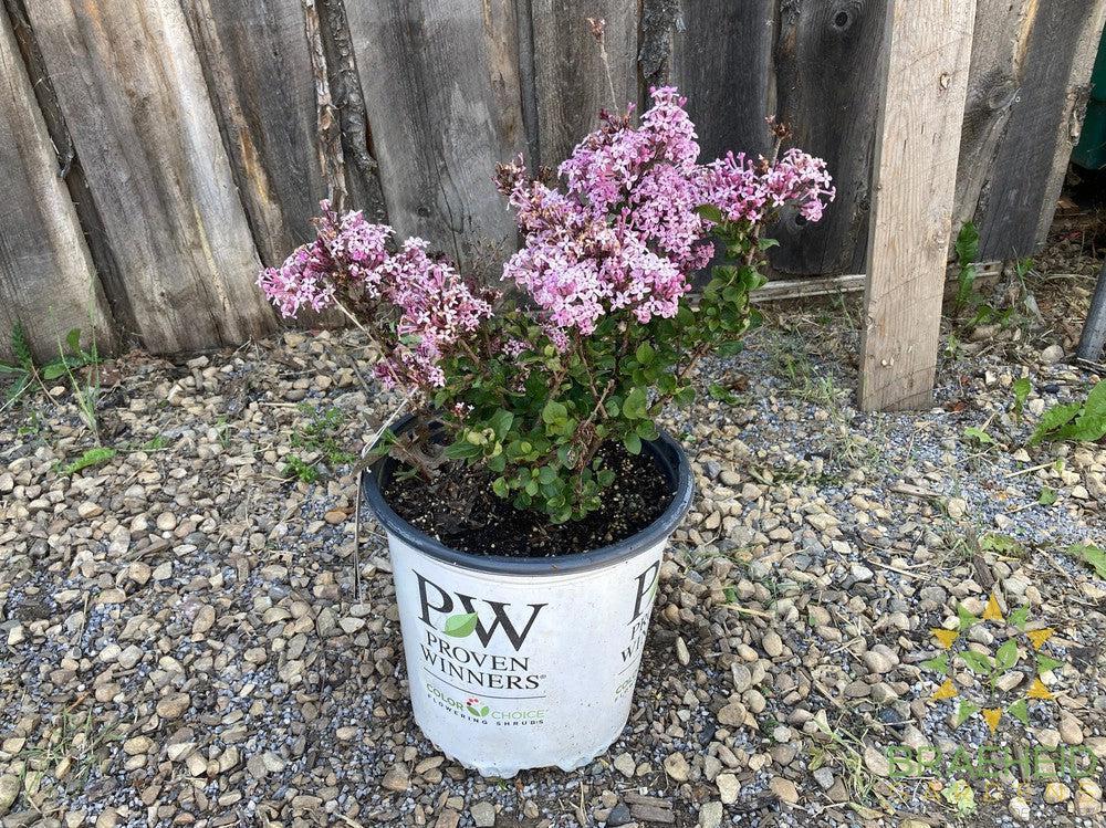 Bloomerang® Purpink Lilac