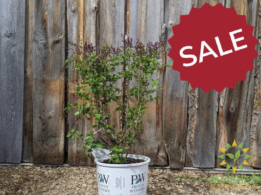 Bloomerang®Dark Purple