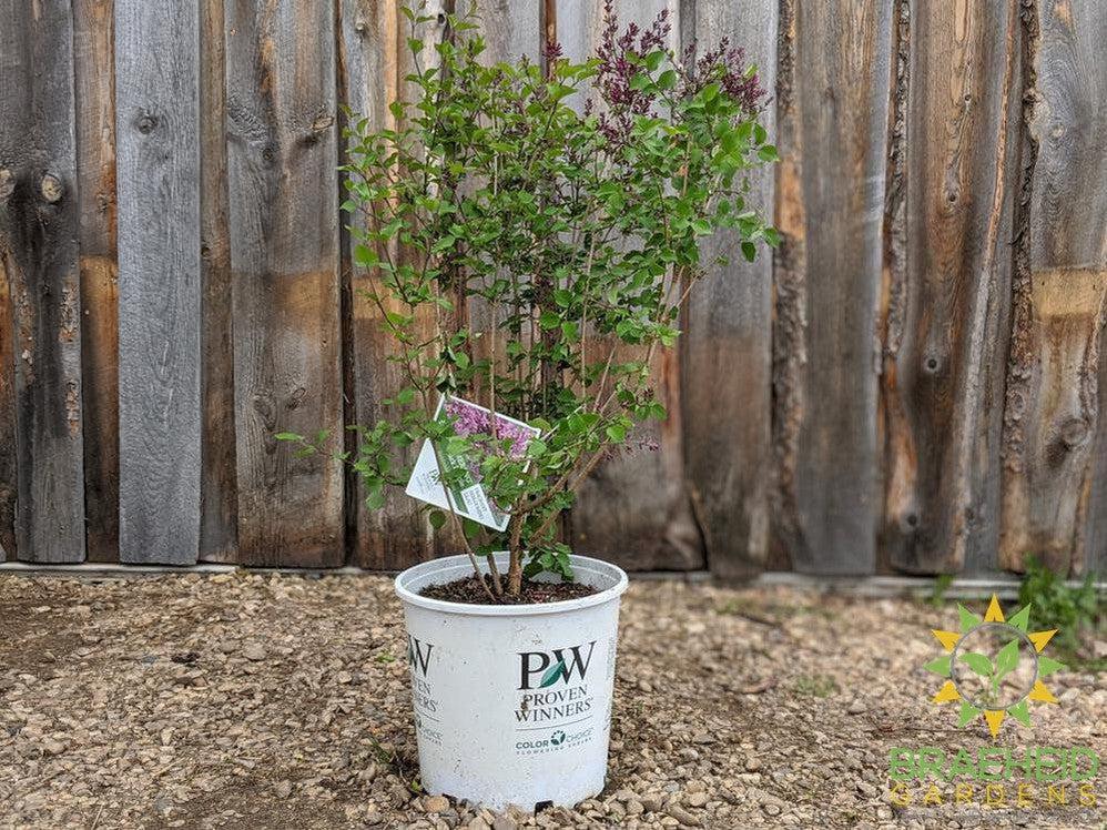 Bloomerang®Dark Purple