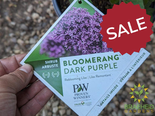 Bloomerang®Dark Purple