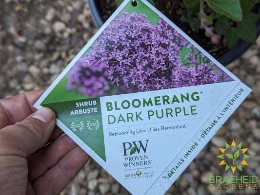 Bloomerang®Dark Purple