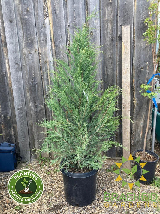Blue Arrow Juniper