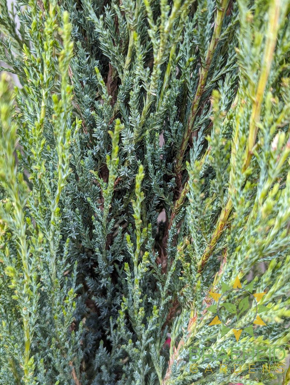 Blue Arrow Juniper