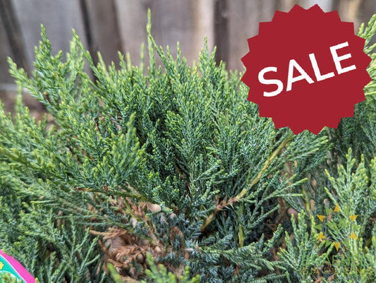 Blue Danube Juniper