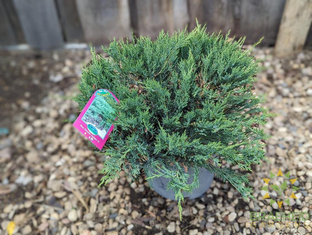 Blue Danube Juniper