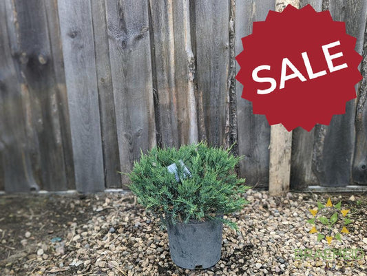 Blue Danube Juniper