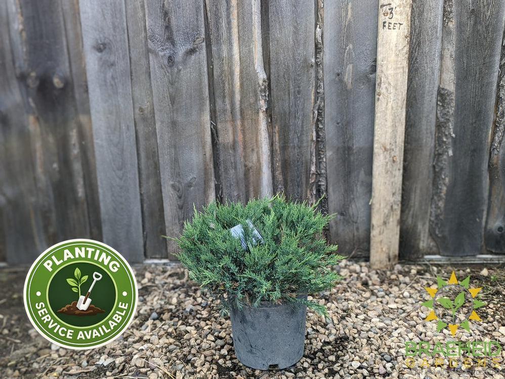 Blue Danube Juniper