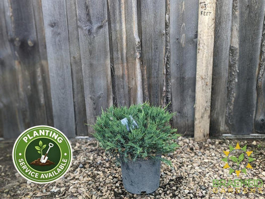 Blue Danube Juniper