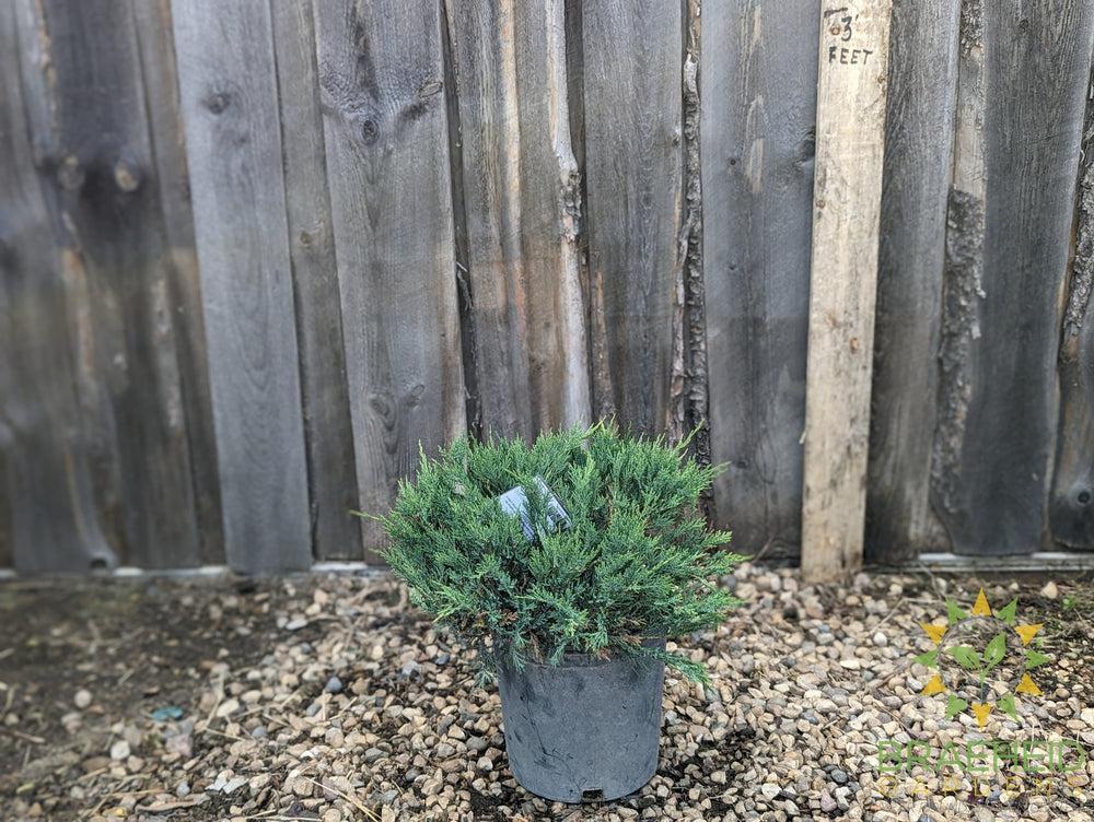 Blue Danube Juniper