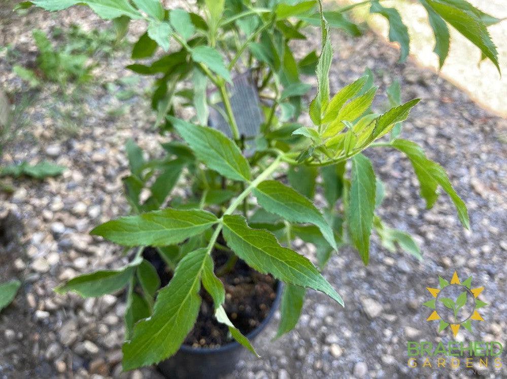Buy Blue Elderberry an Edible Shrub in Grande Prairie Alberta - Braeheid Gardens Ltd.