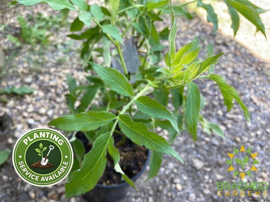 Buy Blue Elderberry an Edible Shrub in Grande Prairie Alberta - Braeheid Gardens Ltd.