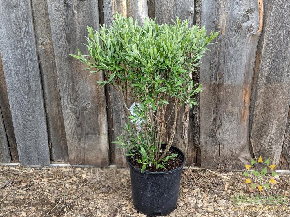 Blue Fox Willow
