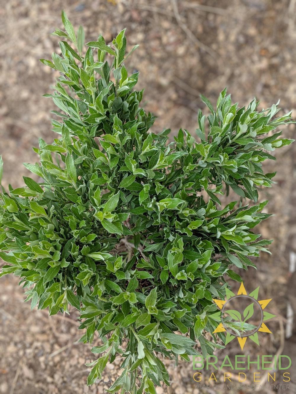 Blue Fox Willow