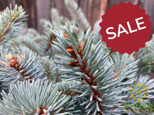 Blue Globe Spruce