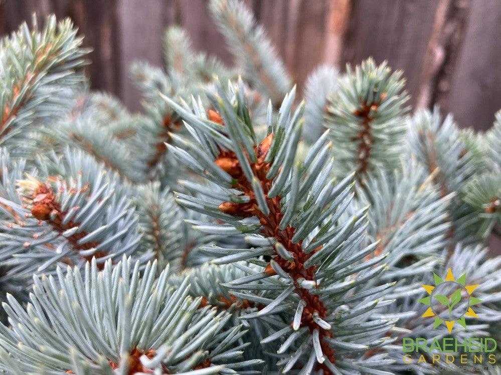 Blue Globe Spruce