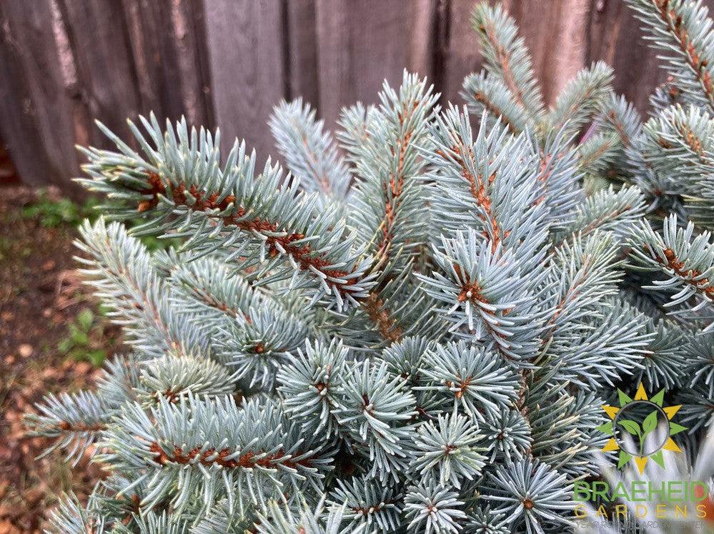 Blue Globe Spruce