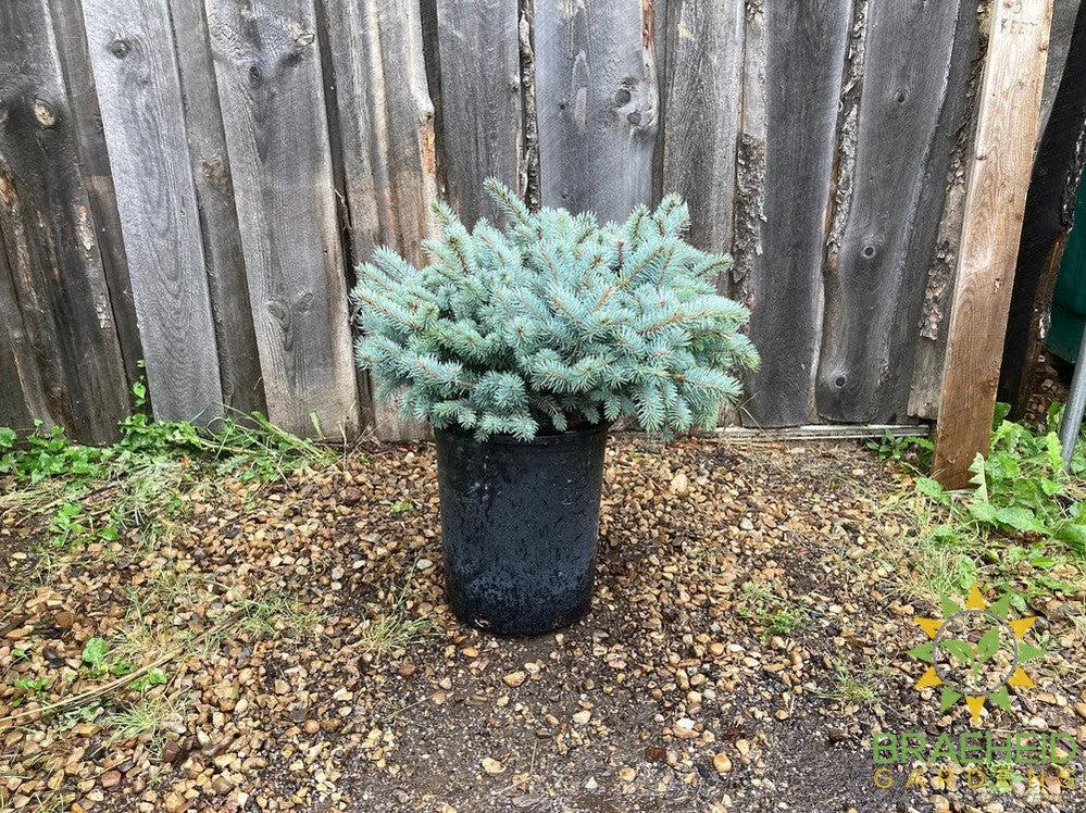 Blue Globe Spruce